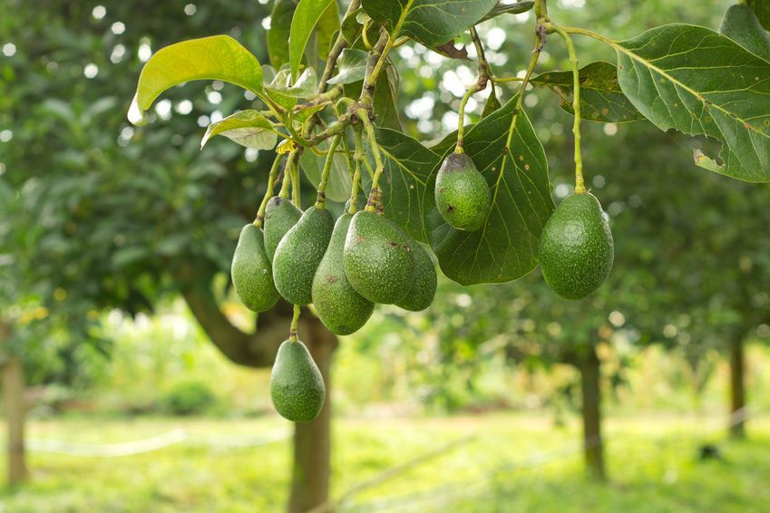 Avocado pollination